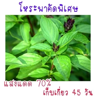 500 เมล็ด เมล็ดพันธุ์โหระพาคัดพิเศษ โหระพา