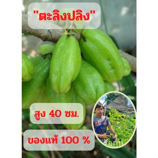 ตะลิงปลิง 1 ต้น (ขนาดกลาง) ตะลิงปลิง สูง 40 ซม. ต้นพันธุ์ตะลิงปลิง เปรี้ยวเปรี้ยว ต้นพันธุ์พร้อมปลูก พร้อมส่ง