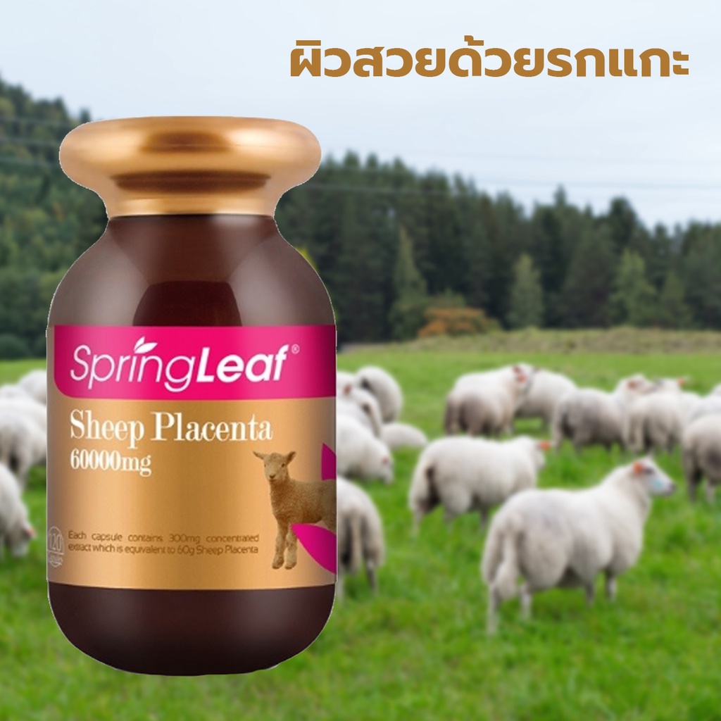 Springleaf Sheep Placenta 60000 mg 120 แคปซูล จากออสเตรเลีย แท้การันตี ...