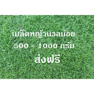 เมล็ดหญ้าสนาม หญ้านวลน้อย 500 - 1000 กรัม แถมฟรียาเร่งราก+ เร่งโต +เร่งเขียว มูลค่ากว่า 250 บาท ส่งฟรี