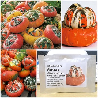 เมล็ดพันธุ์ ฟักทอง เติร์กเทอร์บาน (Turks Turban Squash Seed) บรรจุ 10 เมล็ด คุณภาพดี ราคาถูก ของแท้ 100%