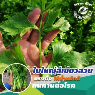 ขึ้นฉ่าย ~ 100,000 เมล็ด 65 กรัม (Chinese​ Celery)​ #คึ่นฉ่าย #คึ่นช่าย #ขึ้นช่าย #คื่นฉ่าย