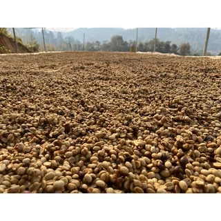HN MT สารกาแฟ ดอยแม่จันใต้ Honey Process 1 Kg เกรดส่งออก Thai Mae Jan Tai Arabica 100%