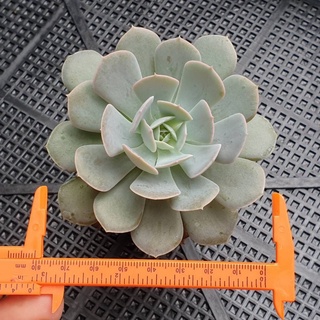 ต้นไม้อวบน้ำ  อิชิเวเรีย รันโยนิอาย ซานคาร์ลอส Echeveria runyonii san carlos #succulents (ส่งพร้อมกระถาง)