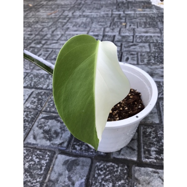 Monstera albo ด่างขาว Japan half moon