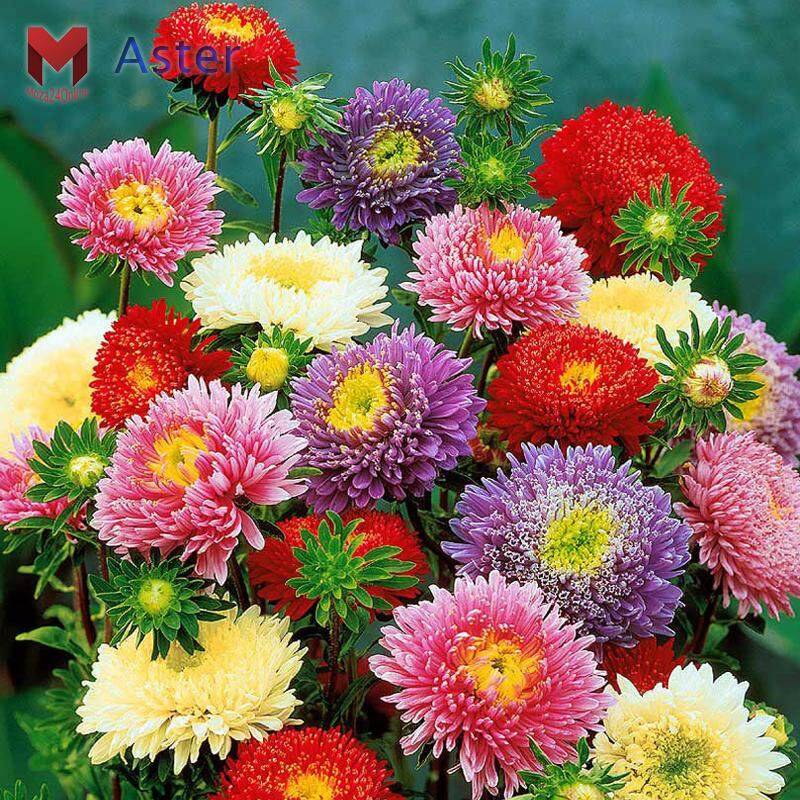 ขายส่ง 200 เมล็ด เมล็ดพันธุ์ดอกเบญจมาศ Chrysanthemum คริสแซนติมั่ม ดอกมัม แทนซี่ ดอกเบญจทรัพย์ ดอกเก็กฮวยขาว เบญจมาศสวน