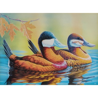 โปสเตอร์ อาบมัน รูปวาด นกเป็ดน้ำ Ruddy Ducks POSTER 14.4"x21" นิ้ว