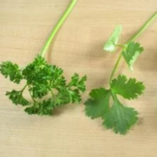 เมล็ดพันธุ์ พาสลีย์ใบหงิก Moss Curled Parsley Seed บรรจุ 500 เมล็ด คุณภาพดี ของแท้ 100%