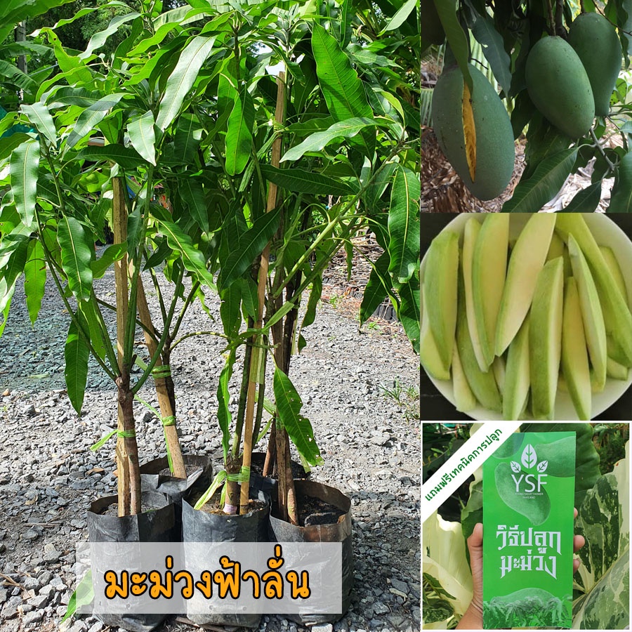 ต้นมะม่วงฟ้าลั่น 65-100 ซม. เนื้อกรอบ มัน รสอร่อย  เนื้อแน่น ผิวเปลือกเป็นสีเขียวเข้ม เนื้อขาวนวล