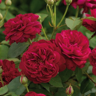 30 เมล็ด เมล็ดพันธุ์ Darcey Bussell สายพันธุ์อังกฤษ ดอกกุหลาบ นำเข้าจากอังกฤษ ดอกใหญ่ พร้อมคู่มือปลูก English Rose Seeds