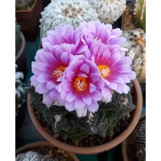 Ariocarpus fissuratus 30เมล็ด 199