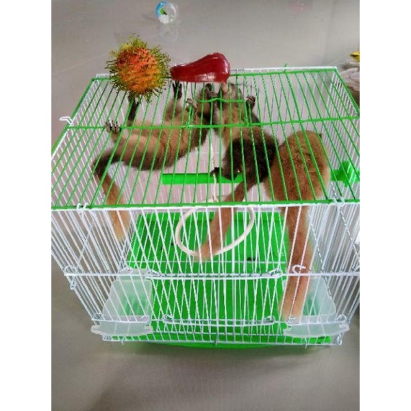 คอนนกพลาสติก ยาว21ซม. ใช้ยึดติดกรงสำหรับนก กระรอก ชูการ์ไกลเดอร์ - รูปที่ 5