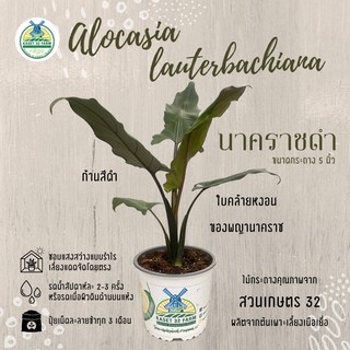 นาคราชดำ : นาคราชประทานพร : อโลคาเซีย แก้วสารพัดนึกใบหยัก (Alocasia Lauterbachiana)