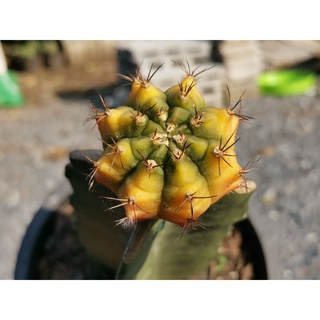 ซีเปียเอ Sepia A Gymnocalycium​ ไม้กราฟ #A1  Cactus ไม้ด่าง ไม้กราฟ ด่าง แคคตัส กระบองเพชร ไม้อวบน้ำ ยิมโนด่าง