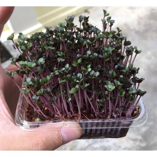 เมล็ดไมโครกรีน  Red Cabbage Microgreen บรรจุ 100 เมล็ด