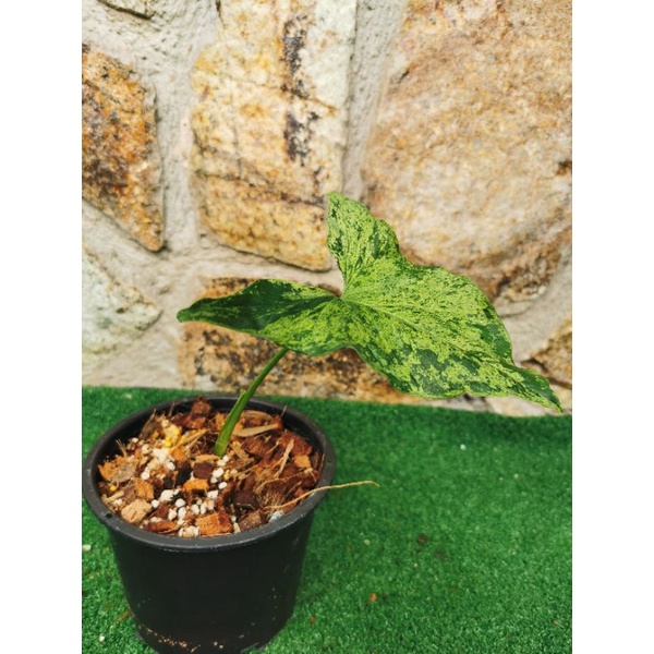 Syngonium Mojito Holland