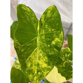 บอนนาญี่ปุ่นด่างเหลือง 2ต้นพี่น้องคุ้มๆ Colocasia Esculenta Yellow Splash