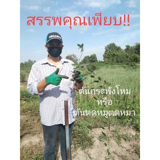 ต้นตดหมูตดหมา1ต้นแถมอีก1ต้นครั้งเดียวเก็บกินกันทั้งครอบครัว