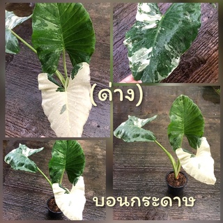 บอนกระดาษด่าง(ลายสวยไป)พร้อมส่งความสูง80-90cm