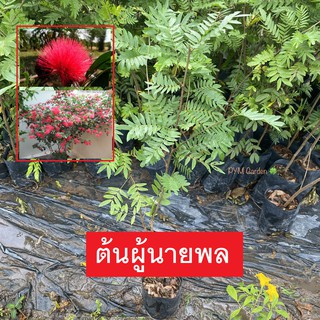 ต้นพู่นายพล พู่จอมพล กิ่งชำ สูง70-80เซนติเมตร ไม้ประดับดอกสีเเดง (ส่งใหม่ฟรี หากสินค้าเสียหาย)