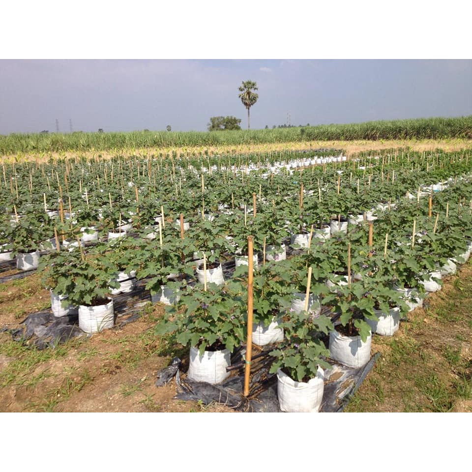 ถุงปลูกสีขาวแสนดี 8×15 นิ้ว 50ใบ/แพ็ค