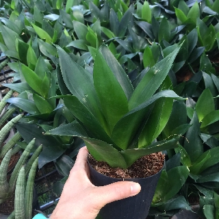 ลิ้นมังกรดำ Sansevieria Black Dragon ปลูกในบ้านได้ ส่งพร้อมกระถางขนาด 4 นิ้ว สูง10-25ซม.