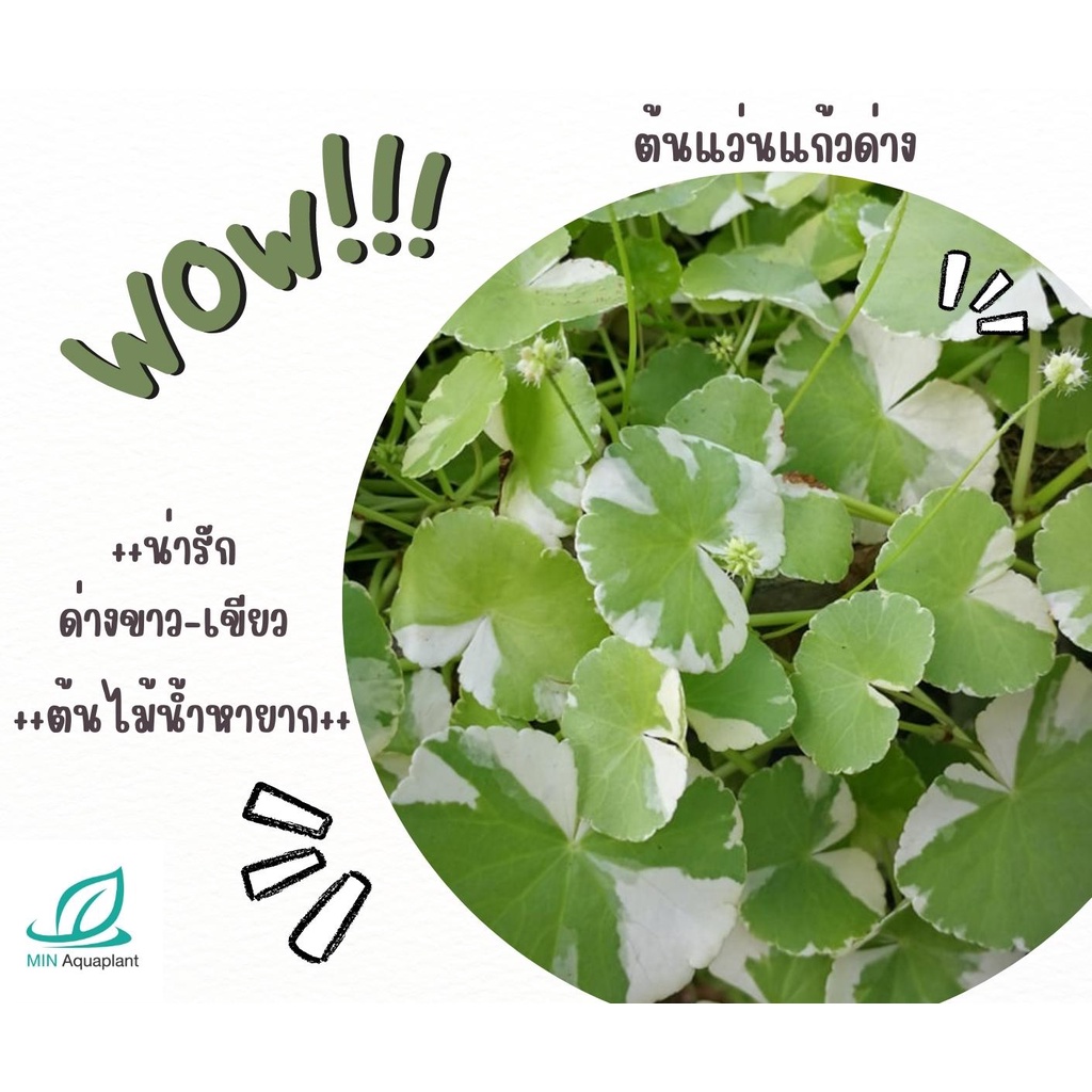 ไม้ด่าง แว่นแก้วด่าง สีด่างขาว-เขียว กำลังฮิต(ใบบก) ต้นละ 80 ต้นไม้น้ำ ต้นไม้ปลูกในตู้ปลา ไม้น้ำในตู้ปลา