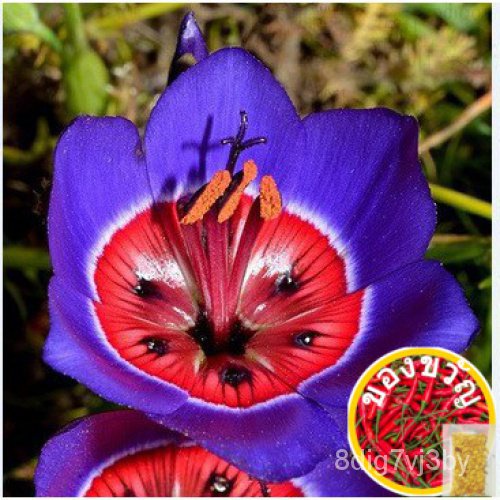 3x Packs Tricolor Sparaxis Flower Rose Seeds- LOCAL READY STOCKSผักชี/seeds/มะละกอ/สวน/ดอกไม้/มักกะโ