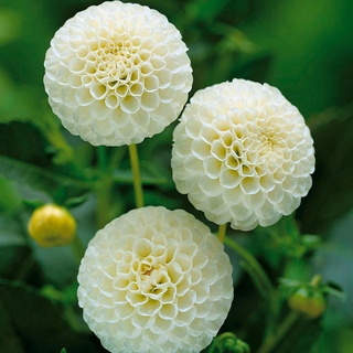 dahlia pinnata pompon 30 เมล็ด นำเข้าอังกฤษ