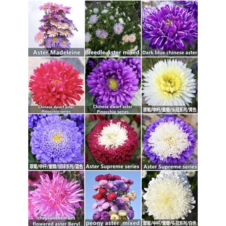 เมล็ดพันธุ์ ดอก แอสเตอร์ Aster Flower Seed บรรจุ 30 เมล็ด มีให้เลือก 12 แบบ ค่ะ