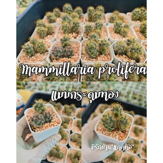 Mammillaria prolifera แมมกระดุมทอง ดอกสีเหลืองอ่อน