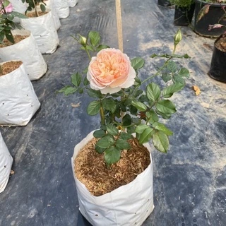 กุหลาบ 🌹 Masora มาโซระ กุหลาบญี่ปุ่น ดอกหอมแรง แบบถุง
