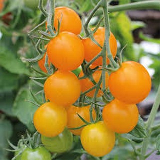 เมล็ด มะเขือเทศซันโกลด์ - Sun Gold Tomato F1