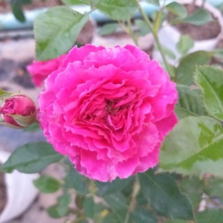 กุหลาบพุ่มหอมๆบานทนดอกดก"Ramukan rose"รามูกัน