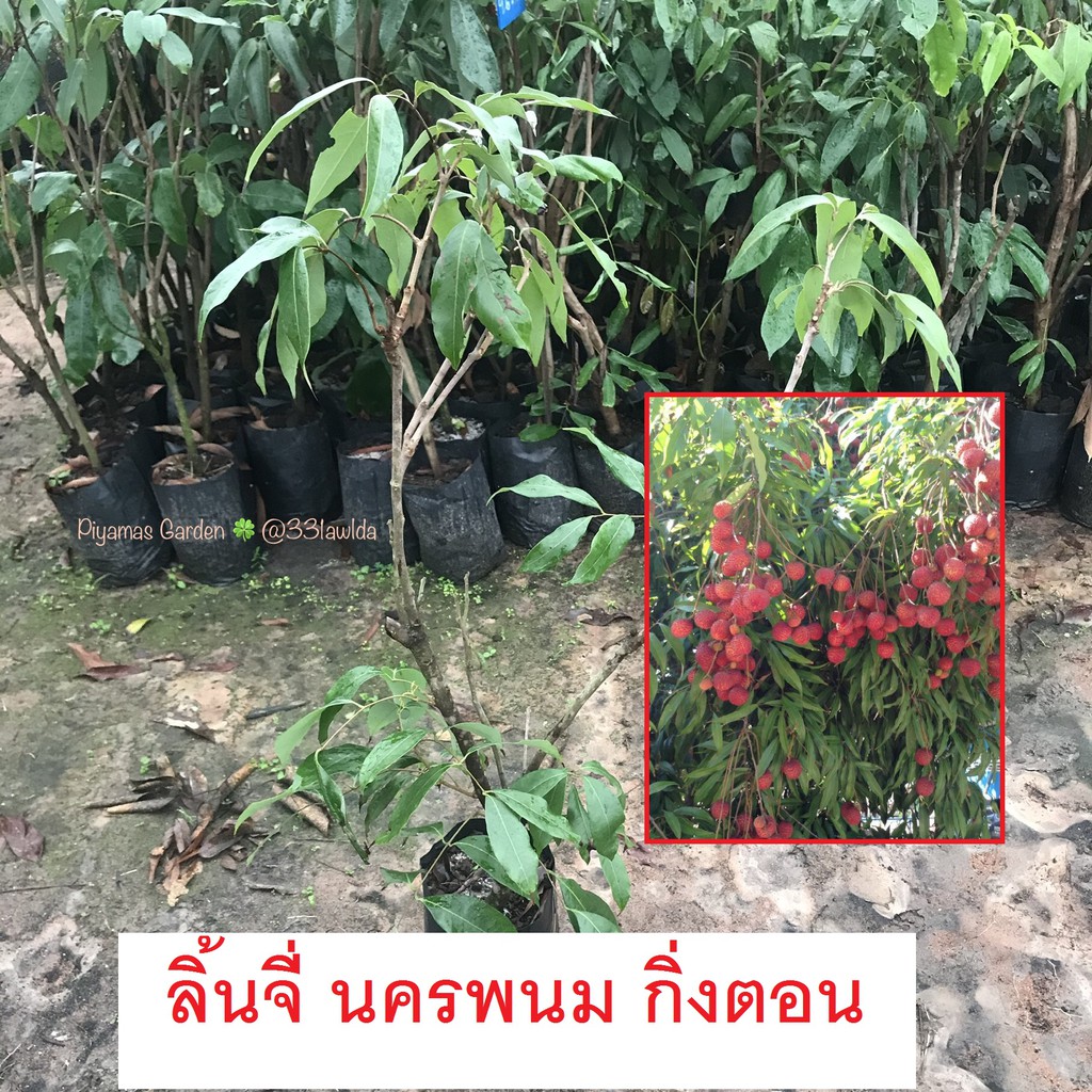 ต้นลิ้นจี่ น.พ.1 ลิ้นจี่นครพนม กิ่งตอน ปลูก1ปีออกผล ต้นสูง 80 - 100เซนติเมตร
