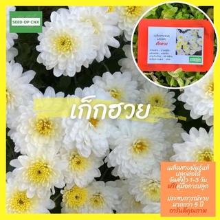 ☘️เมล็ดสายพันธุ์แท้หายาก☘️#เก๊กฮวย 150เมล็ด แท้💯% [ในร้านมีให้เลือกอีกเยอะมาก❗️]