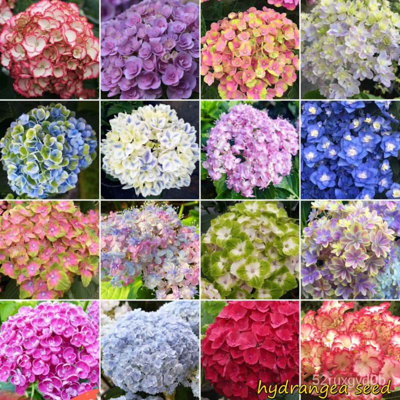 Fast Grow Color Mixing 50pcsbag Hydrangea Flower Seeds Hydrangea Plant ...