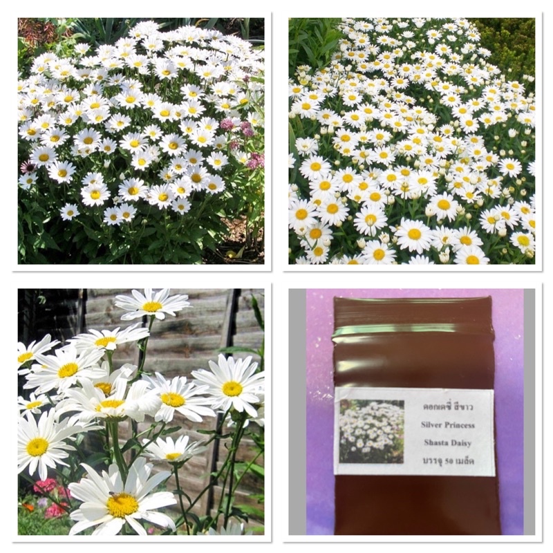 เมล็ดพันธุ์ ดอก เดซี่ สีขาว (Silver Princess Shasta Daisy Seed) บรรจุ 50 เมล็ด คุณภาพดี