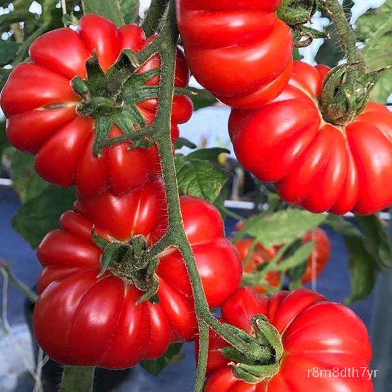 (ราคาขายส่ง)เมล็ด มะเขือเทศ คอสโตลูโต (Costoluto Genovese Tomato Seed) บรรจุ 5 เมล็ด คุณภาพดี ของแท้ 100%เมล็ดผัก ผักสวน