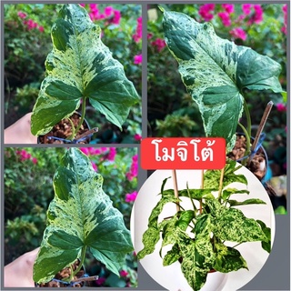 เงินไหลมาโมจิโต้ฮอลแลนด์ Syngonium Mojito จัดส่งทั้งกระถาง