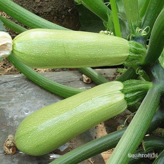 เมล็ดพันธุ์บวบใช้สำหรับแตงโมผักเมล็ดแตงโมและผลไม้ปลูกง่ายในสี่ฤดูกาล手链/裙子/通心菜/上衣/文胸/园艺/花园/内裤/儿童/男装//กุหลาบ SCSO