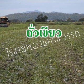 ถั่วเขียวเมล็ดพันธุ์สำหรับปลูก กระสอบ 5 กิโล พันธุ์ KU4 และ ชัยนาท3 พร้อมปลูก