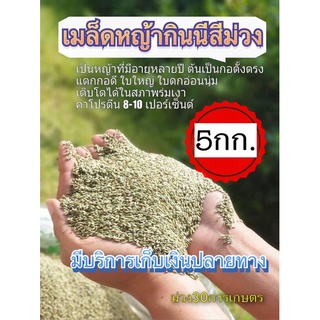 🔰กินนี กินนี่สีม่วง 5 กิโลกรัม(คัดเมล็ดเกรดA) (พร้อมปลูก)