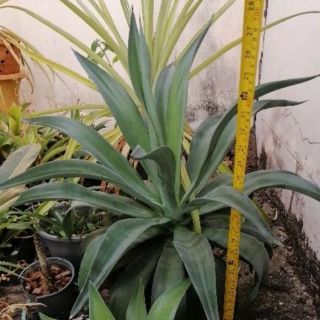 (ขนาดพุ่ม70​ซม.)​ ต้นอากาเว่ ปากนกแก้ว / Agave attenuata / Fox’s Tail, Lion’s Tail, Swan’s Neck Agave