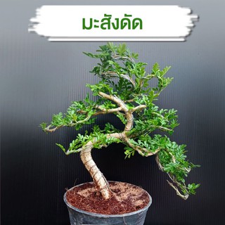 (ล็อตใหม่) มะสังดัด (บอนไซ) ของมีจำนวนจำกัด‼️🌳บอนไซมะสังทรงเจดีย์ ไม้ดัด ไม้แคระ สนดำ หลินซาน ข้าวตอกพระร่วง.