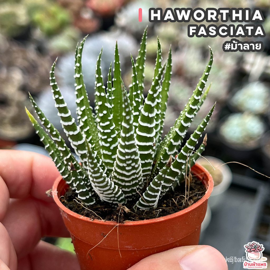 ขายดี เมล็ด จุดประเทศไทย ❤ม้าลาย Haworthia fasciata ไม้อวบน้ำ กุหลาบหิน cactus&amp;succulentหลากหลายสายพันธุ์เมล็ดอวบอ้วน 10