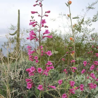 เพนสตีมอน penstemon gentianoides beardtongue 200 เมล็ด นำเข้าอังกฤษ