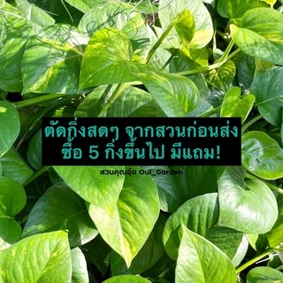 [ขั้นต่ำ5กิ่ง] พลูด่าง ขายเป็นกิ่ง ซื้อ5กิ่งขึ้นไปเท่านั้น ตัดสดจากสวน มีแถมทุกออเดอร์