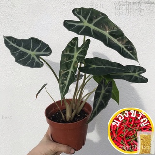 Alocasia Amazonica Indoor Plant with Pot男装/苹果/鲜花/文胸/seeds/木瓜/向日葵/生菜/上衣/头饰/ TUPX