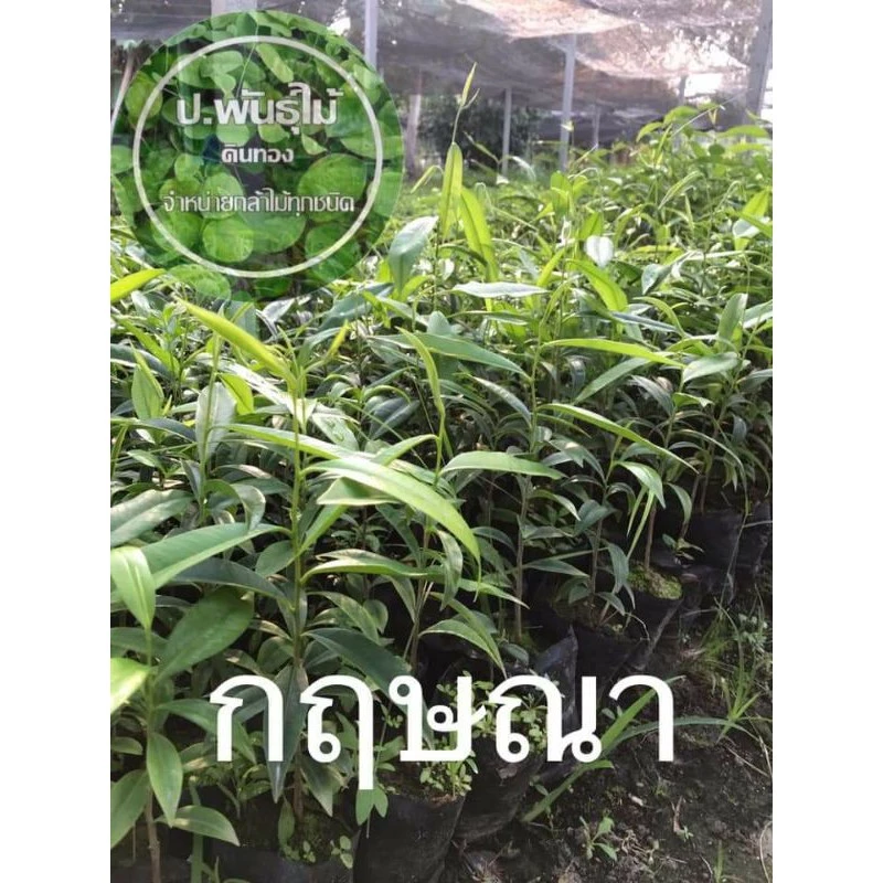 ต้นกฤษณา กล้ากฤษณา ไม้หอม สกัดน้ำมัน เสียหายเคลมฟรี